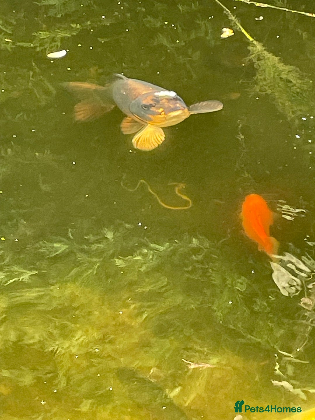 Koi Carp fish for sale: Koi Carp for Sale (rehoming due to baby and dog)  - Advert 23