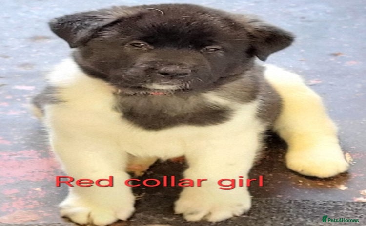 Akita dogs Ready to leave in 1 week.American Akita Puppies 🐾 - Advert 7