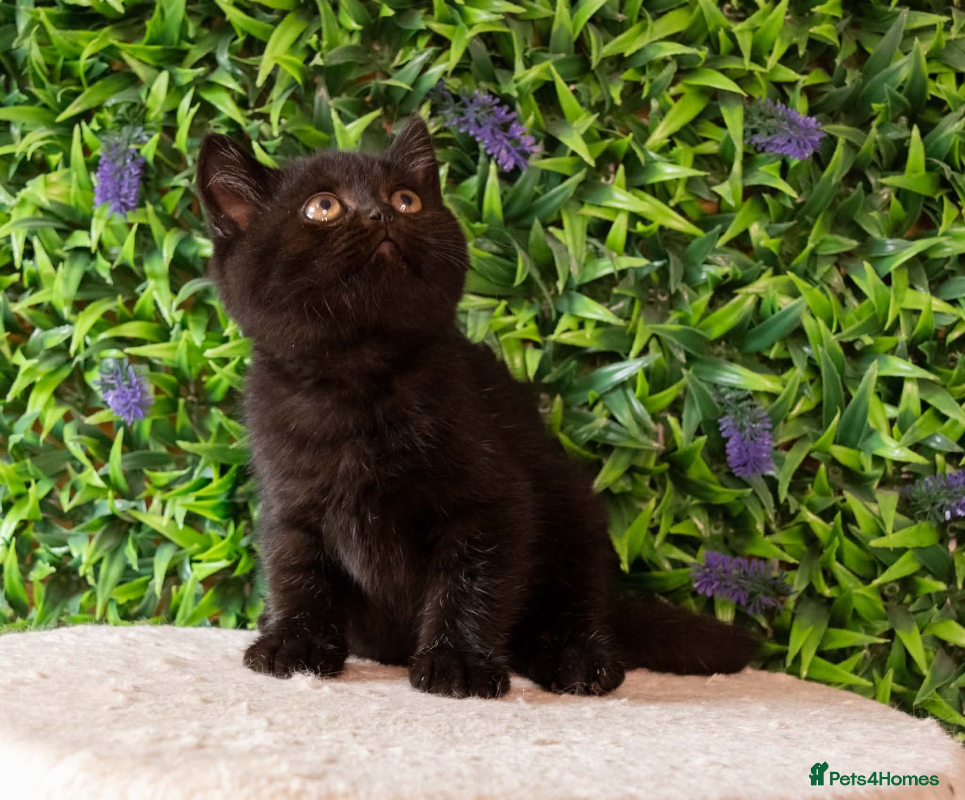British Shorthair cats STUNNING BSH KITTENS! - Advert 1
