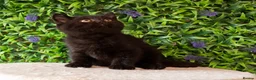 British Shorthair cats for sale: STUNNING BSH KITTENS! in Derby - Advert 1