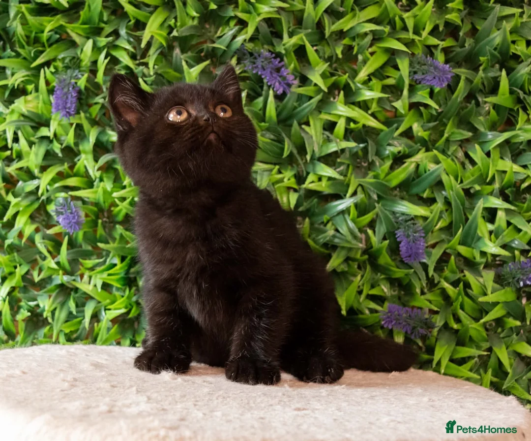 British Shorthair cats for sale: STUNNING BSH KITTENS! in Derby - Advert 1