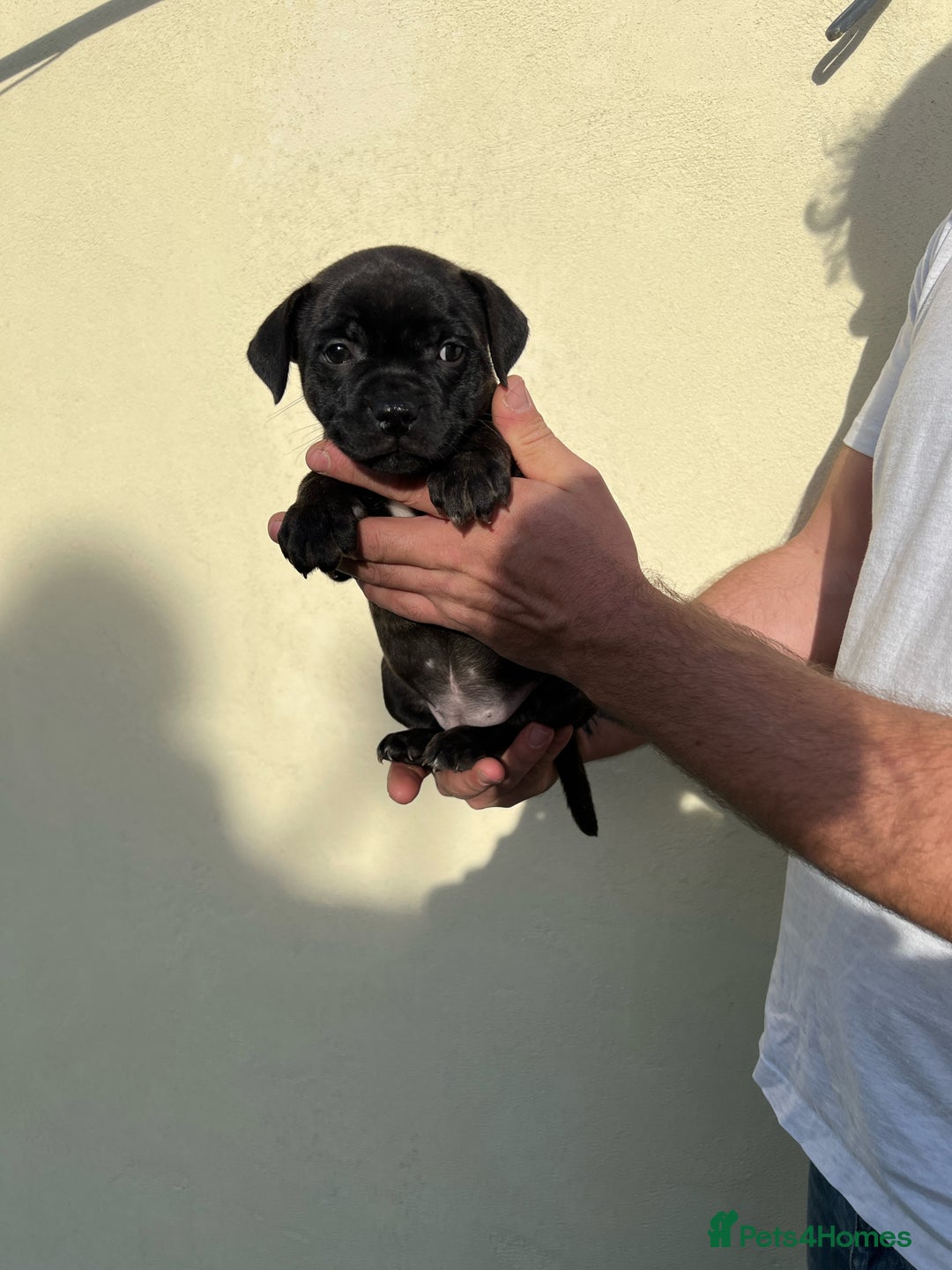 Staffordshire Bull Terrier dogs for sale: Gorgeous black brindle Staffy pups KC - Image 6