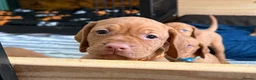 Hungarian Vizsla dogs for sale: 🇭🇺 Hungarian Vizsla puppies 🇭🇺 - Advert 6