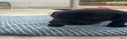 Labrador Retriever dogs for sale: Beautiful Labrador puppies ready THIS weekend - Advert 24