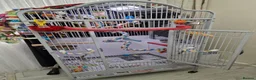 Parrots birds for sale: African grey parrot  - Advert 8