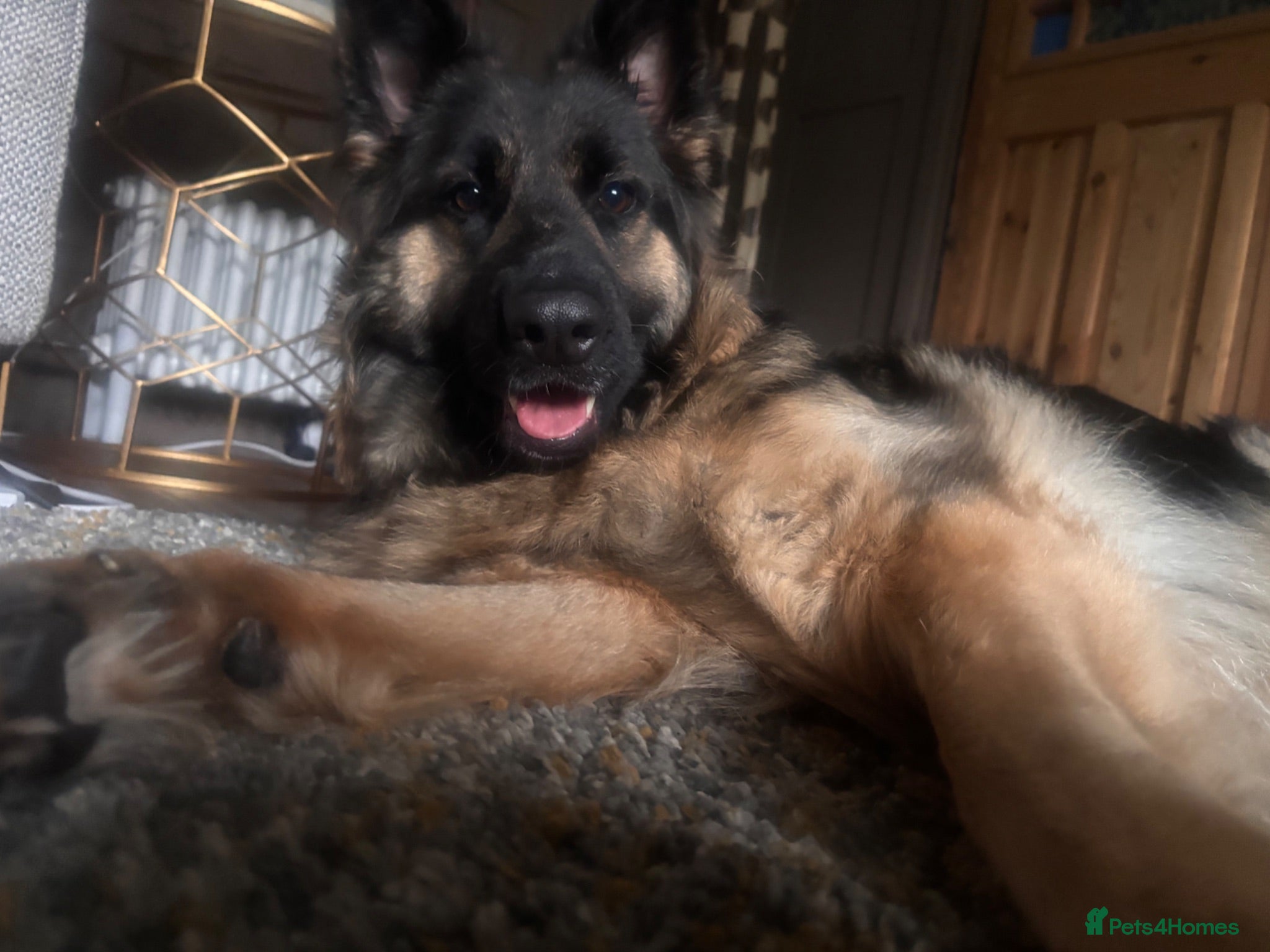 German Shepherd dogs Dog to good home  - Advert 2