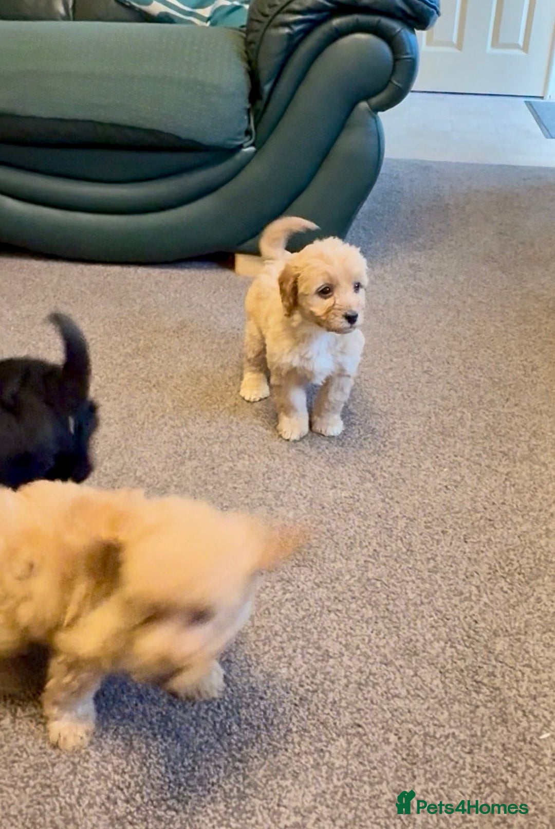 Cockapoo dogs for sale: cockerpoo puppies 3boys 3girls  - Advert 14