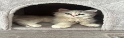 Persian cats for sale: Two stunning Chinchilla Persian Kittens - Advert 14
