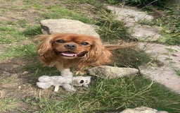 Cavalier King Charles Spaniel dogs for sale: Urgently looking for new home/s - Image 1