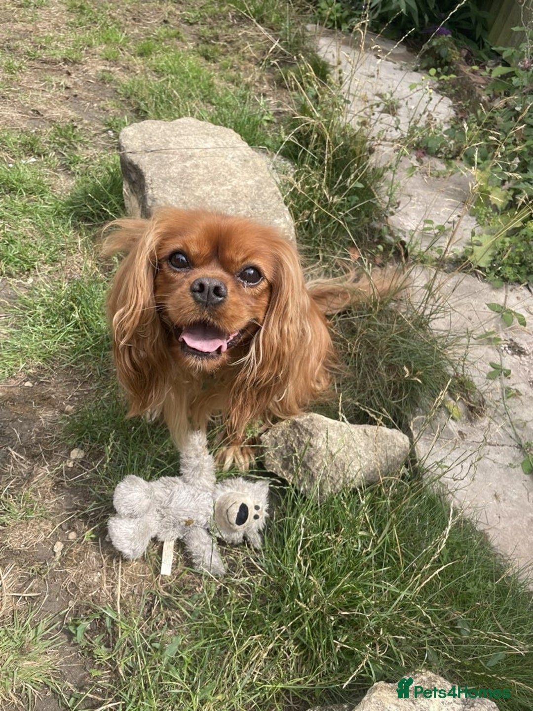 Cavalier King Charles Spaniel dogs for sale: Urgently looking for new home/s - Image 1