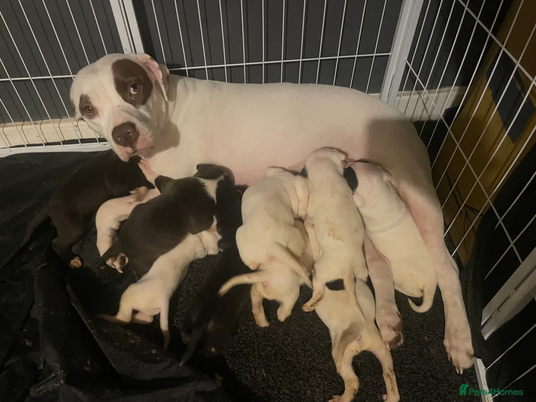 Mixed Breed dogs for sale: Bull cross staffy pups. LAST 2 GIRLS LEFT  - Advert 20