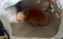 Hamster rodents for sale: Gorgeous male Syrian hamster  - Image 16