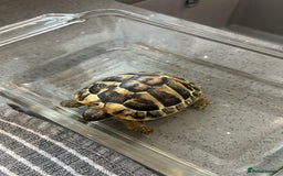 Tortoise reptiles for sale: Horsfield tortoise  - Image 5