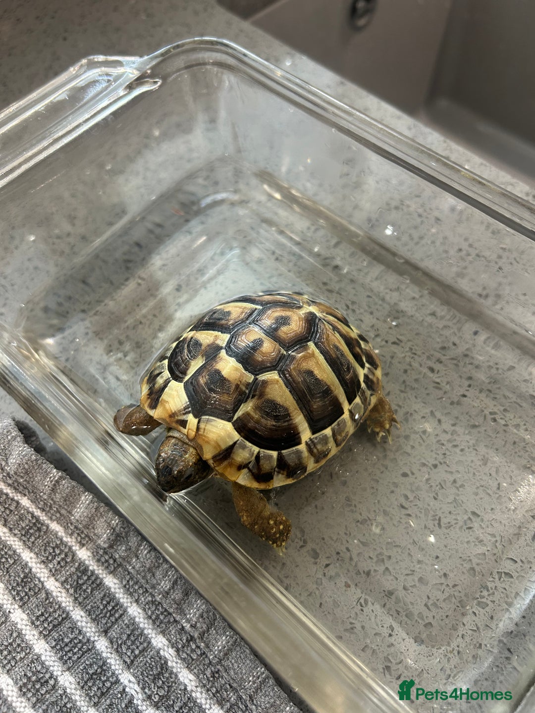 Tortoise reptiles for sale: Horsfield tortoise  - Image 5