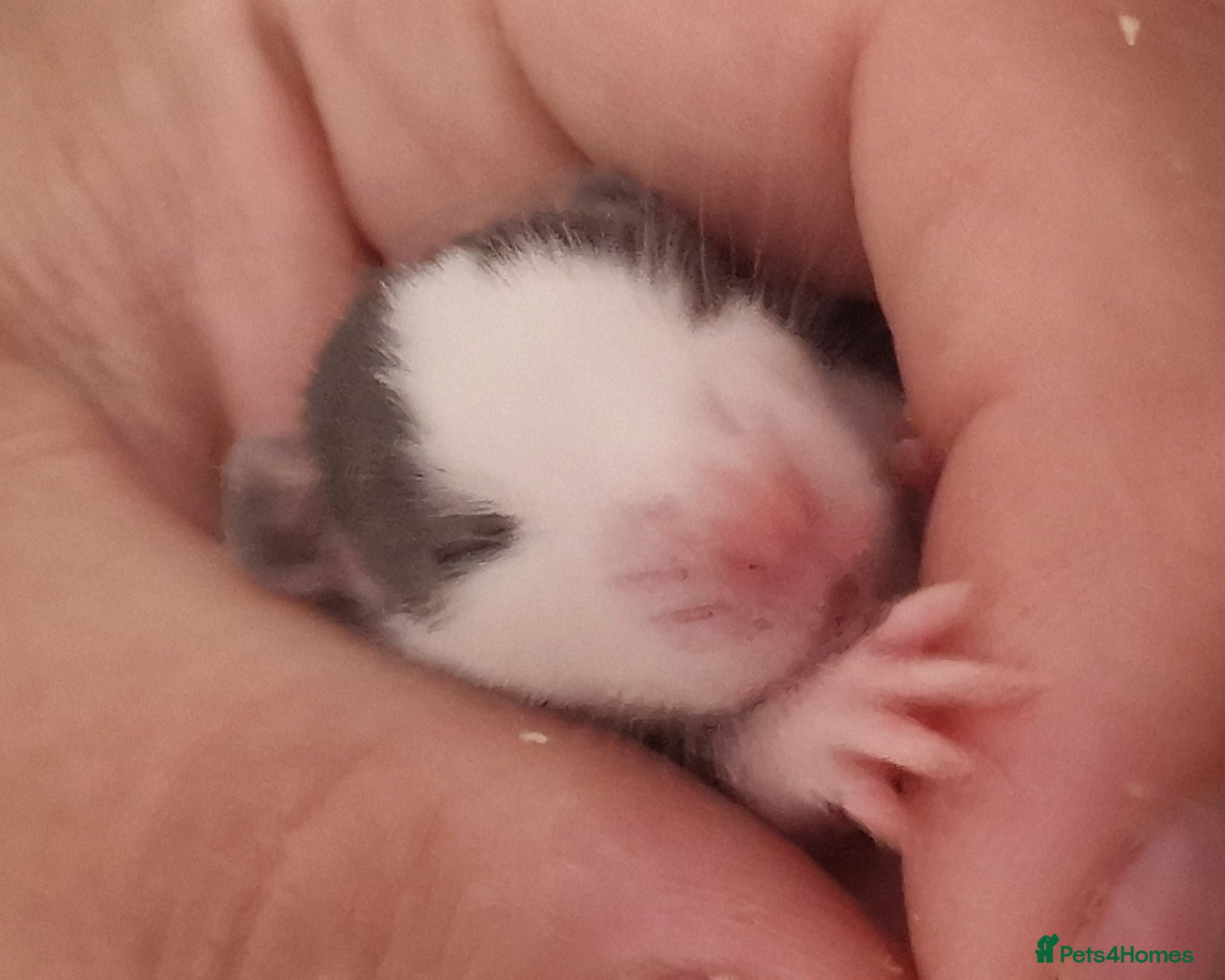 Rat rodents Baby rats  - Advert 19
