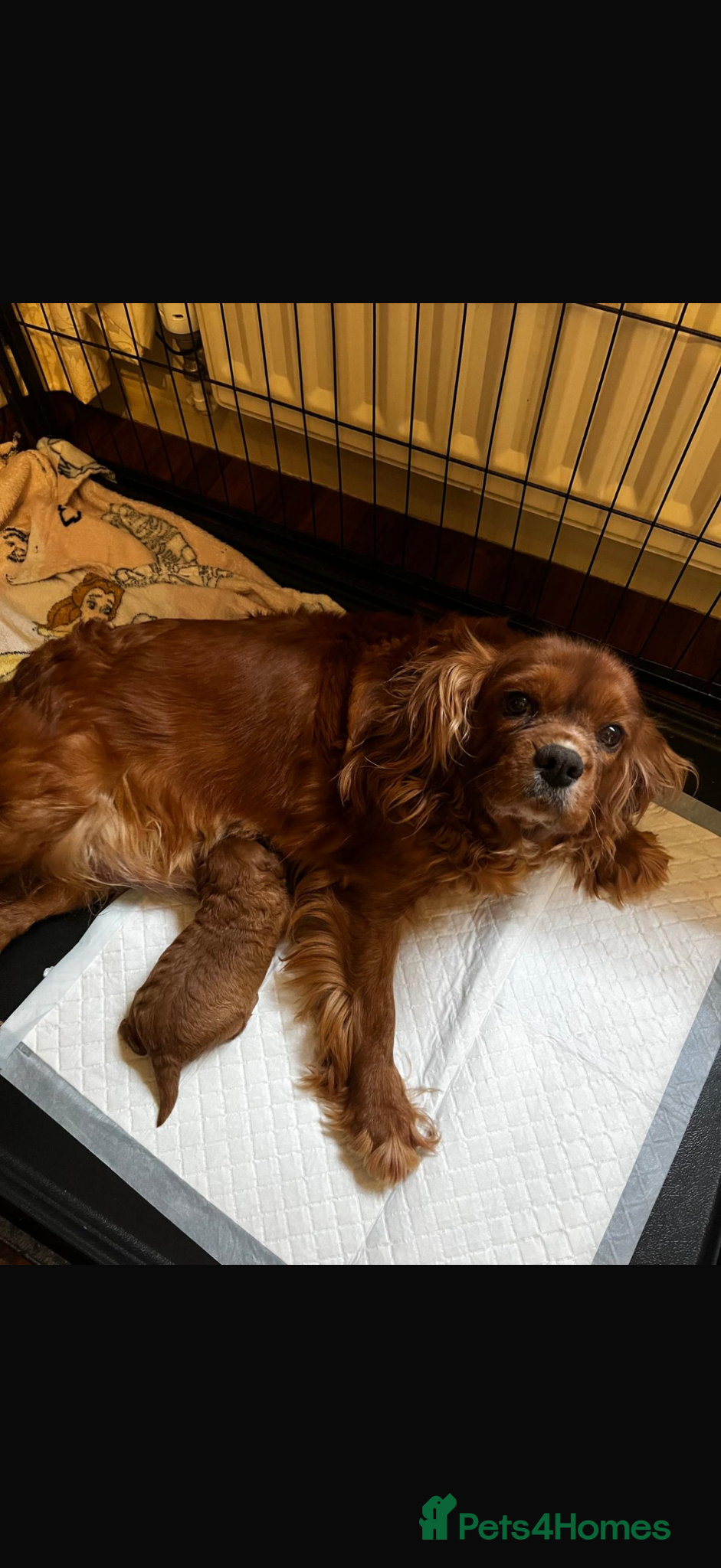 Cavapoo dogs Stunning F1 fox red Cavapoo boy - Advert 2