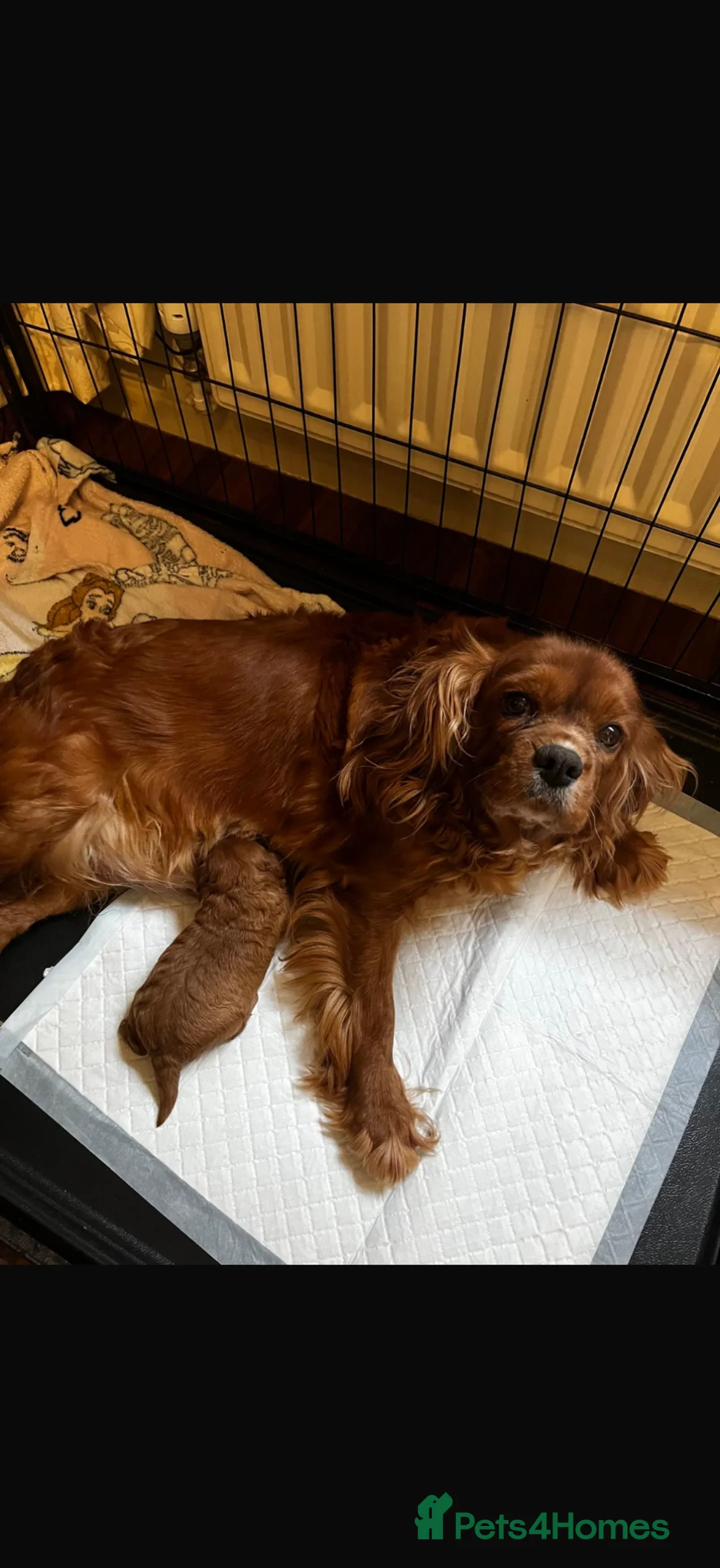 Cavapoo dogs for sale: Stunning F1 fox red Cavapoo boy - Advert 2