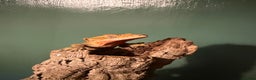 Gecko reptiles for sale: Crested Gecko For Sale - Advert 4