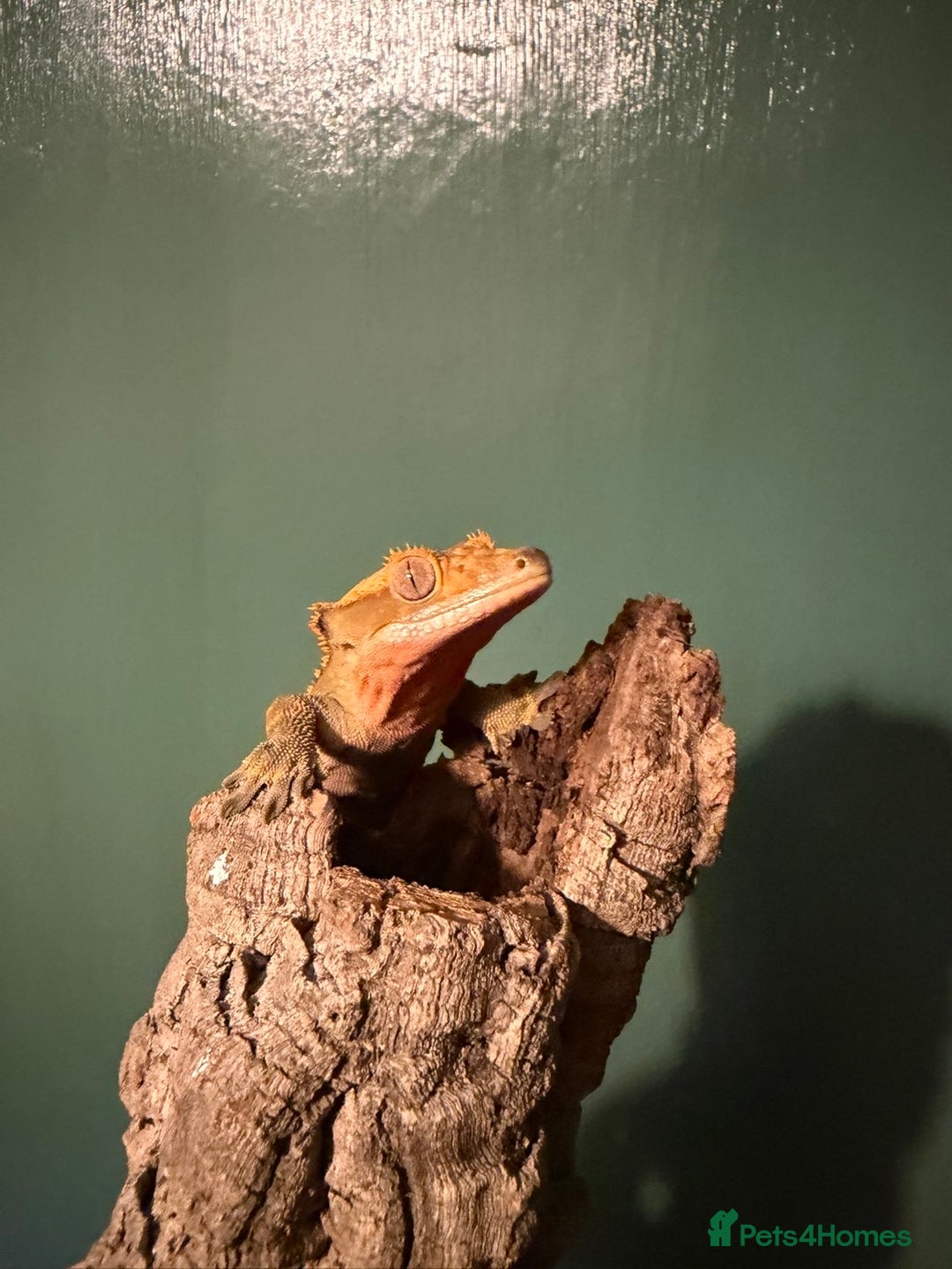 Gecko reptiles for sale: Crested Gecko For Sale - Advert 4