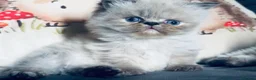 Himalayan cats for sale: Stunning Himalayan Persians - Advert 7