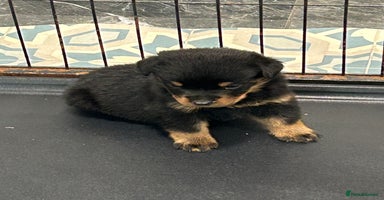 Rottweiler dogs - Advert 2