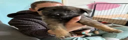 Mixed Breed dogs for sale: Beautiful malanois x german shepherd puppies - Advert 24