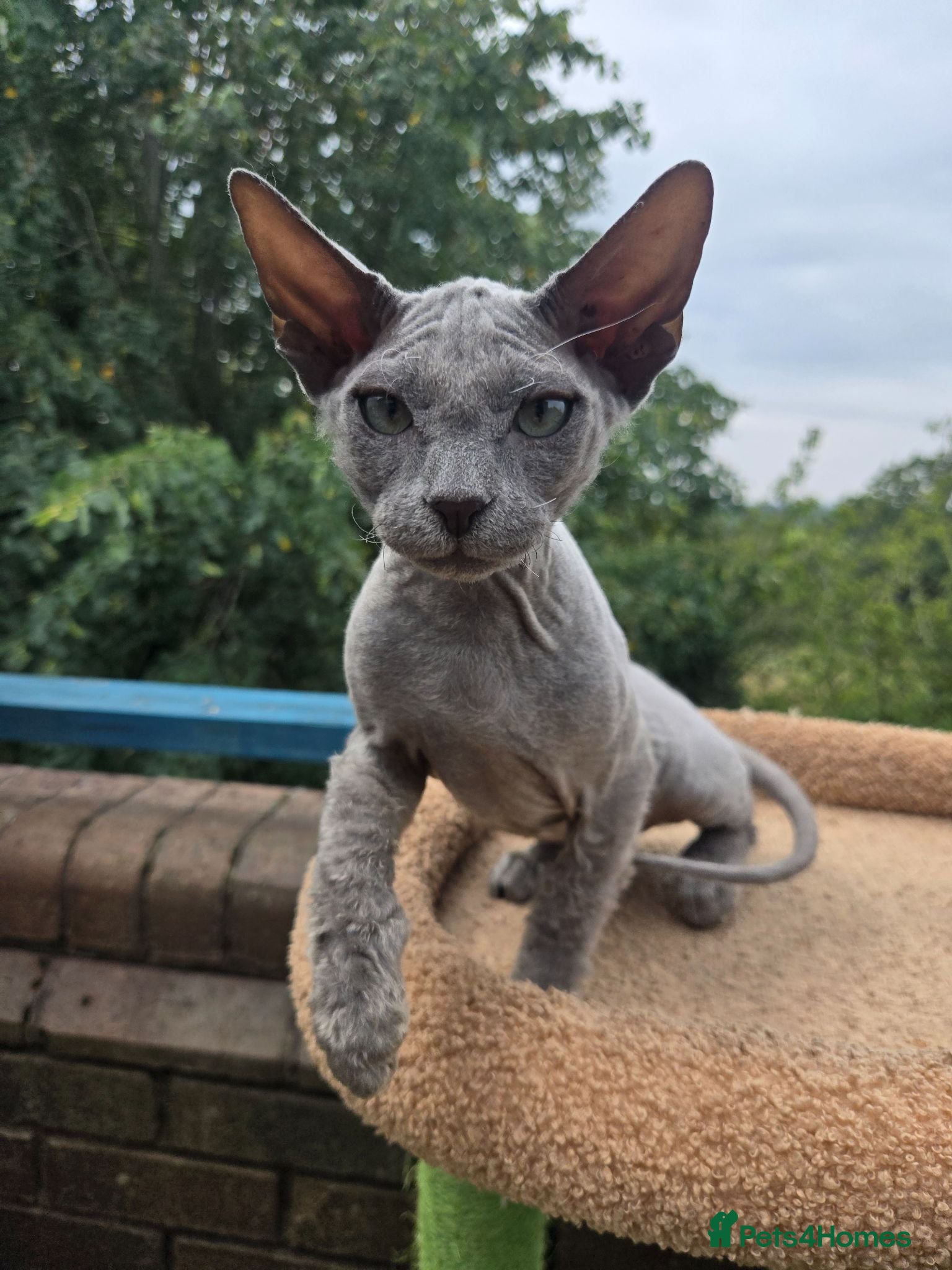 Sphynx cats Rare Light Blue Boys – Velour Coat & Stunning Eyes - Advert 2