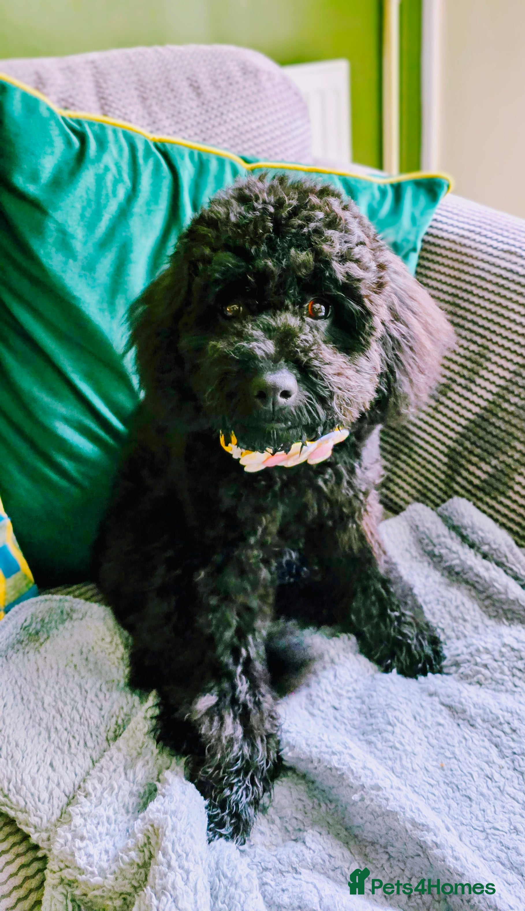 Cockapoo dogs Beautiful cockapoo - Advert 1