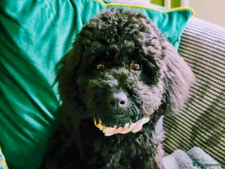 Cockapoo dogs Beautiful cockapoo - Advert 1