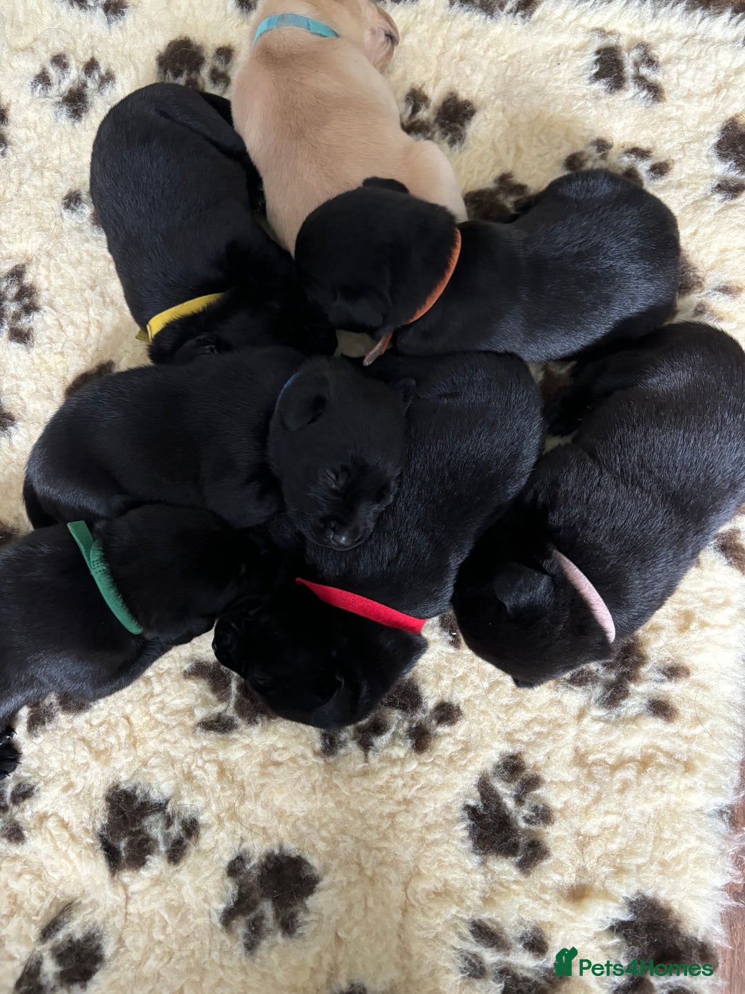 Labrador Retriever dogs for sale: 9 Beautiful Labrador Puppies For Sale  - Image 29