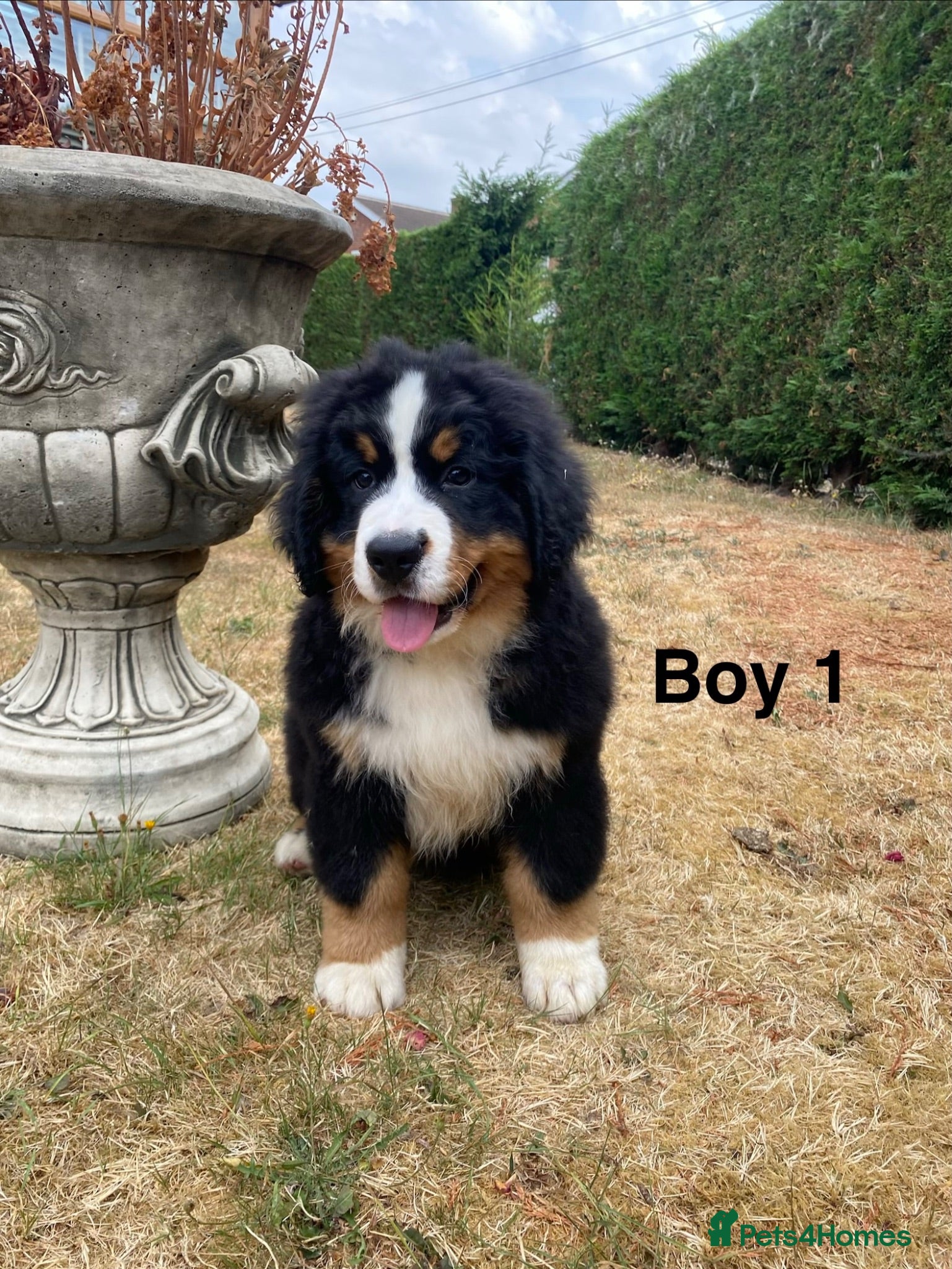 Bernese Mountain Dog dogs BEAUTIFUL BERNESE MOUNTAIN DOG PUPPIES - Advert 3