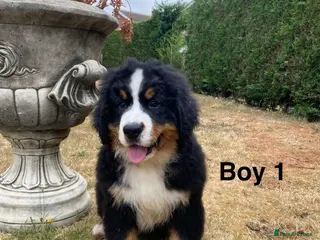Bernese Mountain Dog dogs BEAUTIFUL BERNESE MOUNTAIN DOG PUPPIES - Advert 3