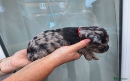 Sproodle dogs for sale: Sproodle Merle puppies  - Image 16