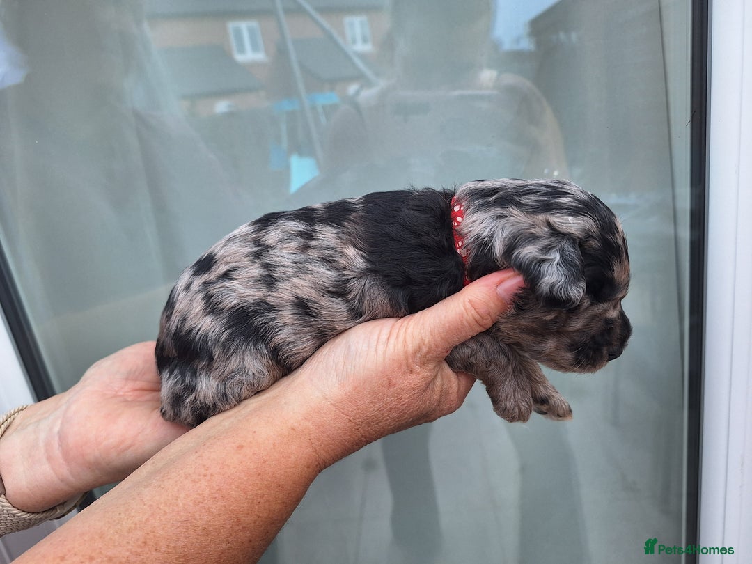 Sproodle dogs for sale: Sproodle Merle puppies  - Image 16