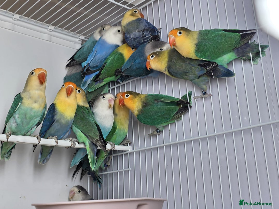Lovebirds birds for sale: Colour Lovebirds for Sale - Advert 1