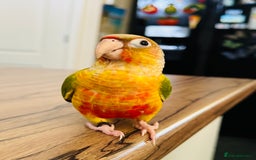 Conures birds for sale: Extremely Tame Sweet Baby Conure - Image 5