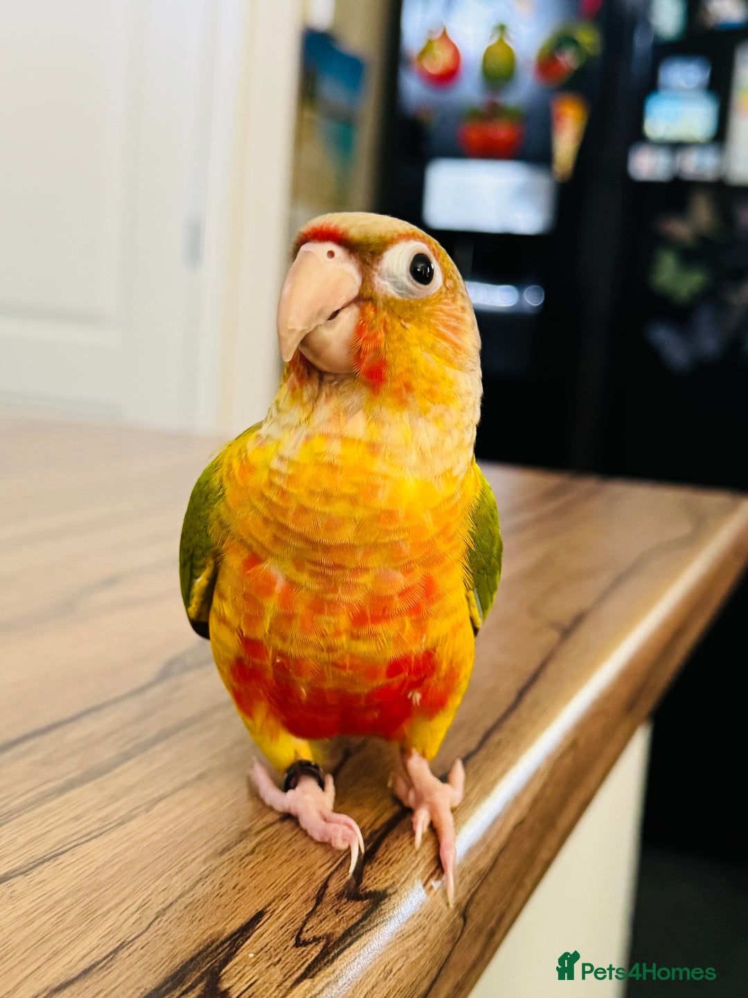 Conures birds for sale: Extremely Tame Sweet Baby Conure - Image 5