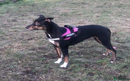 Mixed Breed dogs for sale: Beautiful 2.5 years old Daisy  - Image 7