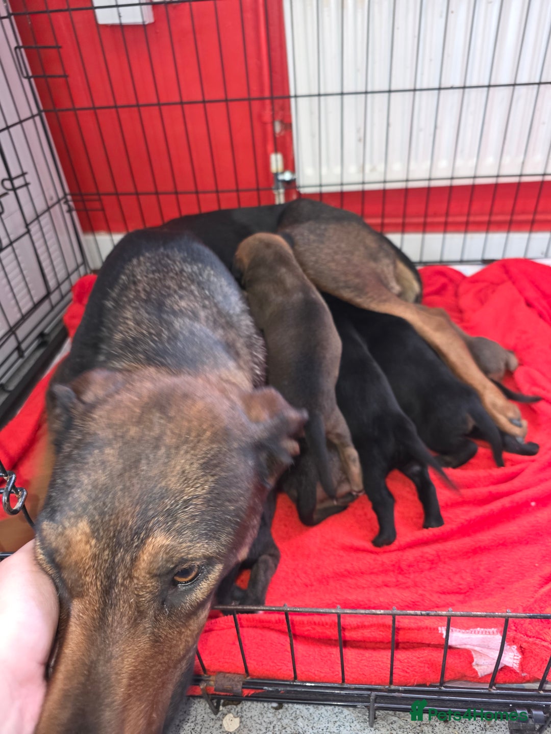Mixed Breed dogs for sale: Mixded  - Image 8