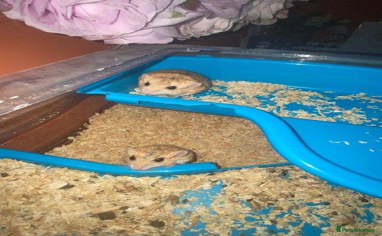 Gerbil rodents - Advert 2