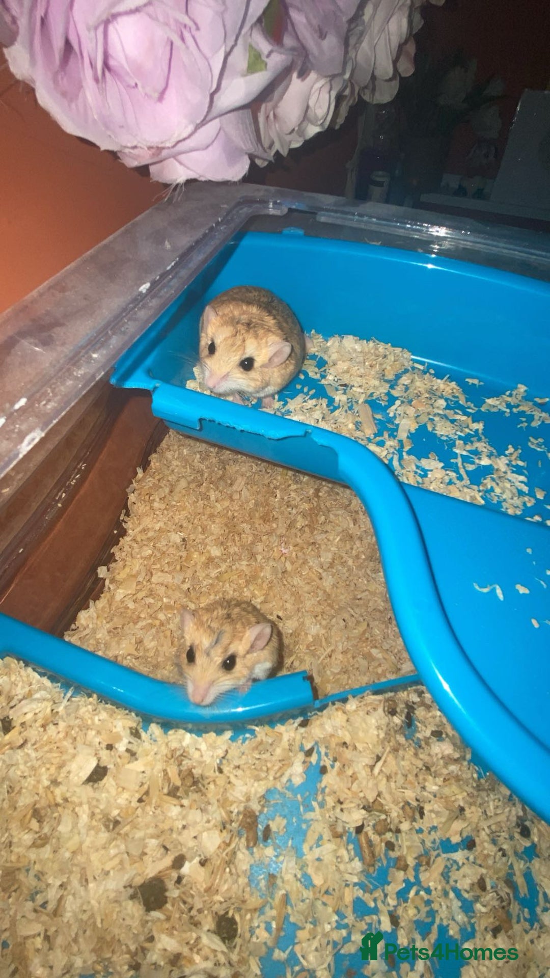 Gerbil rodents for sale: 2 beautiful fat tailed male gerbils - Image 1