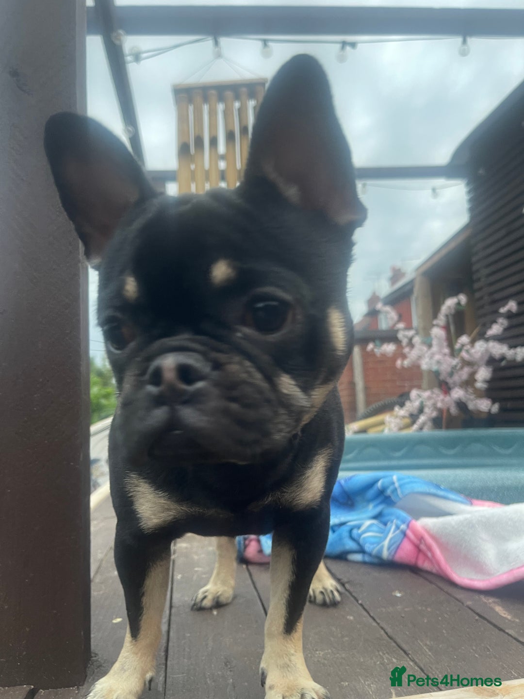 Mixed Breed dogs for sale: Jackapoo/French bulldog  - Advert 39