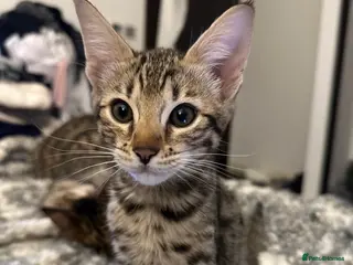 Bengal cats Sepia Bengal X Savannah kittens Extremely rare - Advert 1