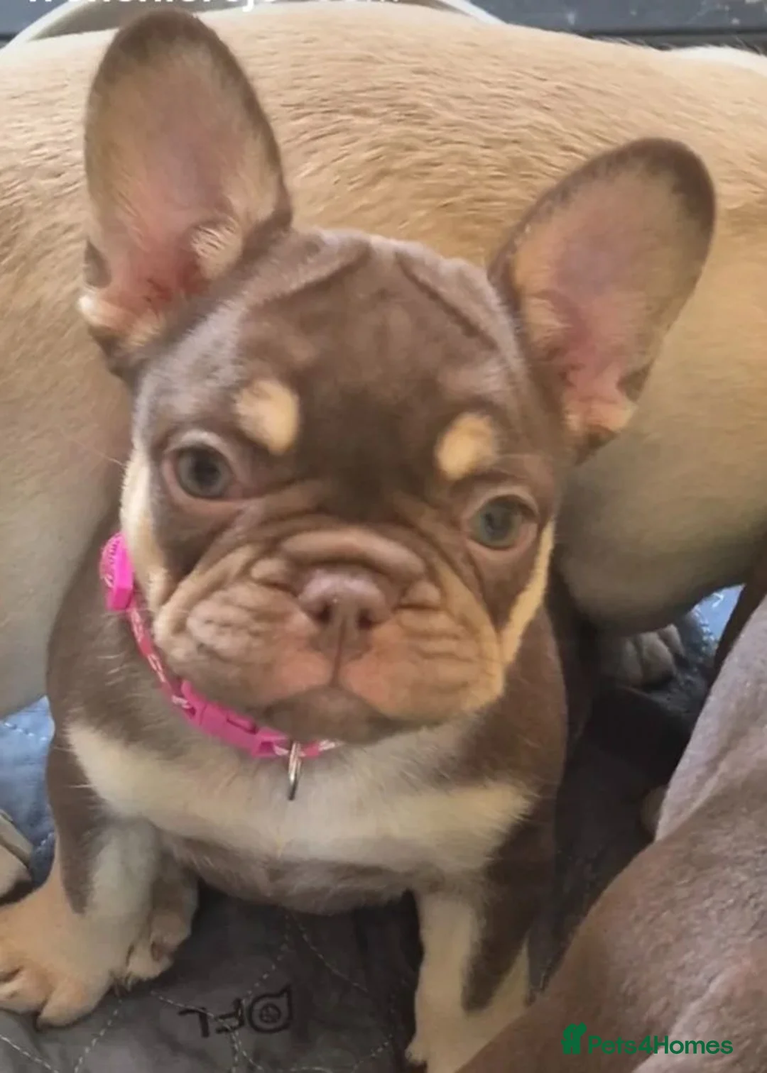 French Bulldog dogs for sale: Beautiful french bulldog puppies in Bristol - Advert 2