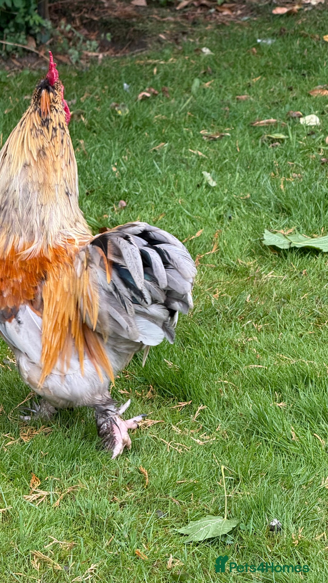 Chickens poultry for sale: 4 VERY HANDSOME HAND REARED SILKY MIX COCKERELS  - Image 10