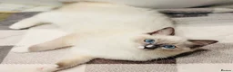 Ragdoll cats for sale: 🩵✨ STUNNING GCCF REGISTERED RAGDOLL GIRLS - Advert 12