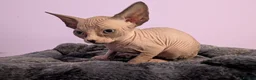 Sphynx cats for sale: ***TICA ACTIVE*** - PURE BREAD SPHYNX - AVAILABLE - Advert 23