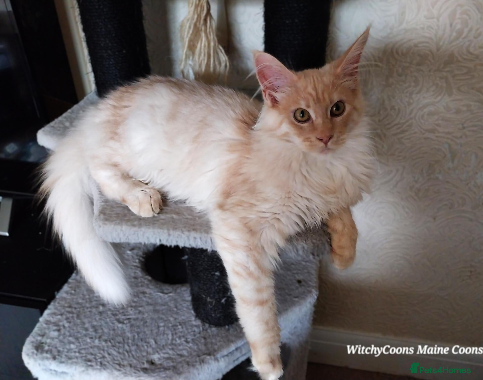 Maine Coon cats TICA Reg Maine Coon Kittens. Cream Smoke. ACTIVE. - Advert 11