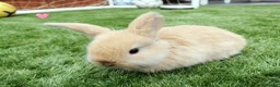 Mini Lop rabbits for sale: Mini Lop Bunnies - Advert 5