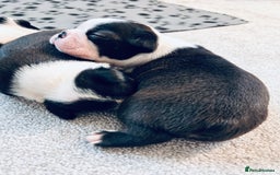 Boston Terrier dogs for sale: Beautiful Chunky KC Boston Terrier Puppies - Image 19
